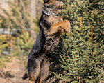 Собаки в других городах Московской области: Щенок немецкой овчарки рабочего разведения Девочка, 80 000 руб. - фото 3