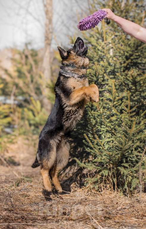 Собаки в других городах Московской области: Щенок немецкой овчарки рабочего разведения Девочка, 80 000 руб. - фото 3
