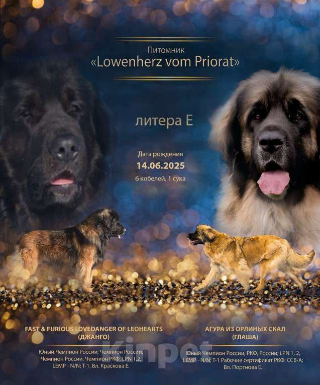 Собаки в Гатчине: ЛЕОНБЕРГЕР, породные щенки от родителей отличных кровей Мальчик, 150 000 руб. - фото 5