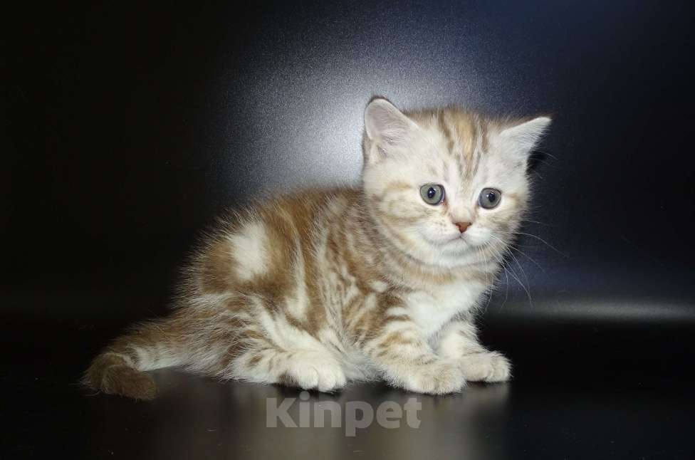 Кошки в Москве: Шотланские котята, шоколадный окрас, девочки, БРИД-класс Девочка, 30 000 руб. - фото 7