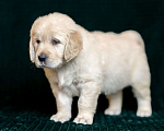 Собаки в других городах Московской области: золотистые ретриверы Мальчик, 120 000 руб. - фото 6