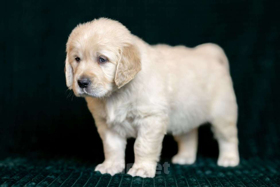 Собаки в других городах Московской области: золотистые ретриверы Мальчик, 120 000 руб. - фото 6