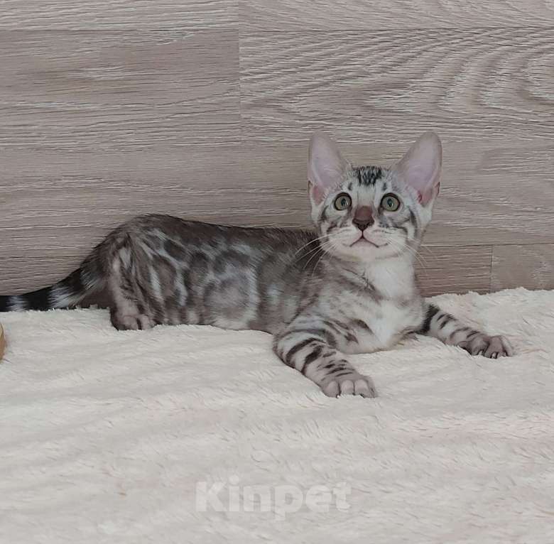 Кошки в Москве: Бенгальские котята  Мальчик, 55 000 руб. - фото 3