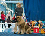 Собаки в Иркутске: Вязка, 10 000 руб. - фото 3