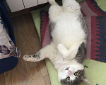Кошки в Рязани: Котик, Бесплатно - фото 4