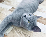 Кошки в Малмыже: Котёнок, 2 500 руб. - фото 1