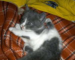 Кошки в Болхове: Шотландские котята, 500 руб. - фото 2