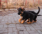Собаки в Санкт-Петербурге: Щенки немецкой овчарки Мальчик, 50 000 руб. - фото 1