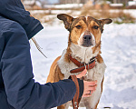 Собаки в Новосибирске: Герою нужна семья Мальчик, 1 руб. - фото 1