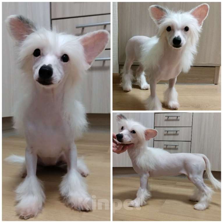 Собаки в Санкт-Петербурге: Девочки китайской хохлатой собаки Девочка, Бесплатно - фото 8