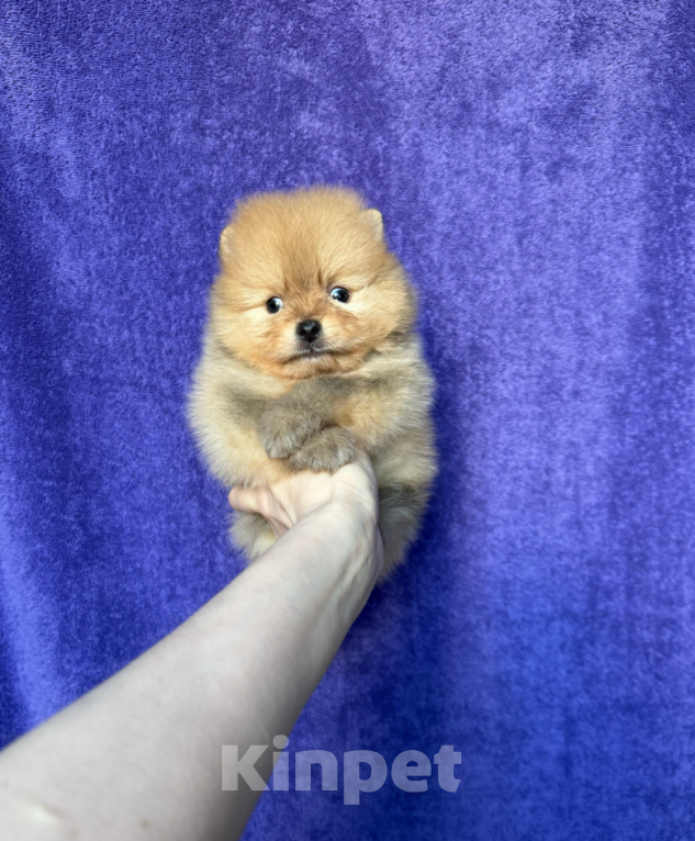 Собаки в Москве: Малыш Мальчик, 30 000 руб. - фото 1