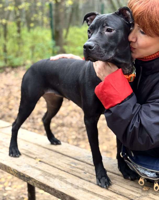 Собаки в Химках: Питбуль Джуна ищет дом Девочка, Бесплатно - фото 6