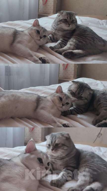 Кошки в других городах Московской области: Серебристая шиншилла скоттиш-фолд девочка Девочка, 18 000 руб. - фото 8