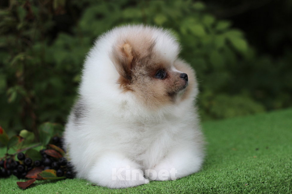 Собаки в Санкт-Петербурге: Девочка шпиц Девочка, 70 000 руб. - фото 2