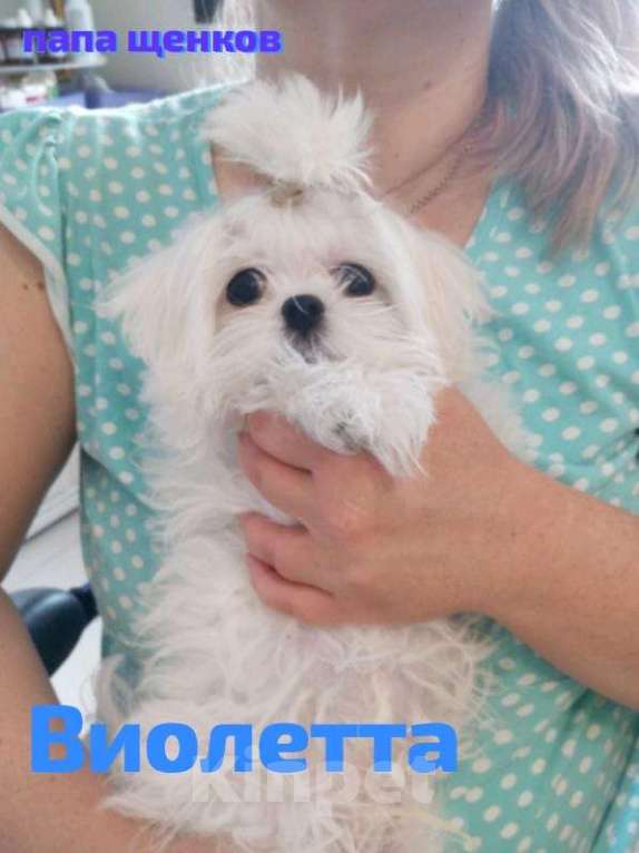 Собаки в Липецке: Мальтийская болонка щенки микро  Девочка, 10 руб. - фото 6