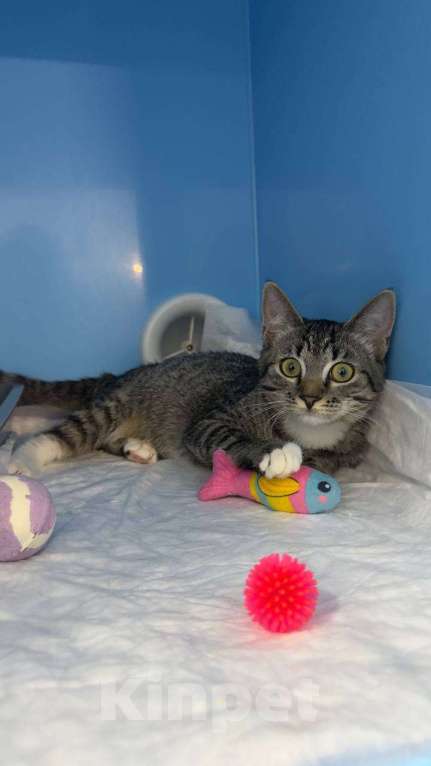 Кошки в Москве: Котёнок Яся ищет чудесный дом Девочка, 33 руб. - фото 2