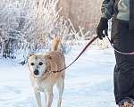 Собаки в Москве: Самый лучший компаньон, добрая, спокойная собачка Бренди в добрые руки Девочка, 10 руб. - фото 7