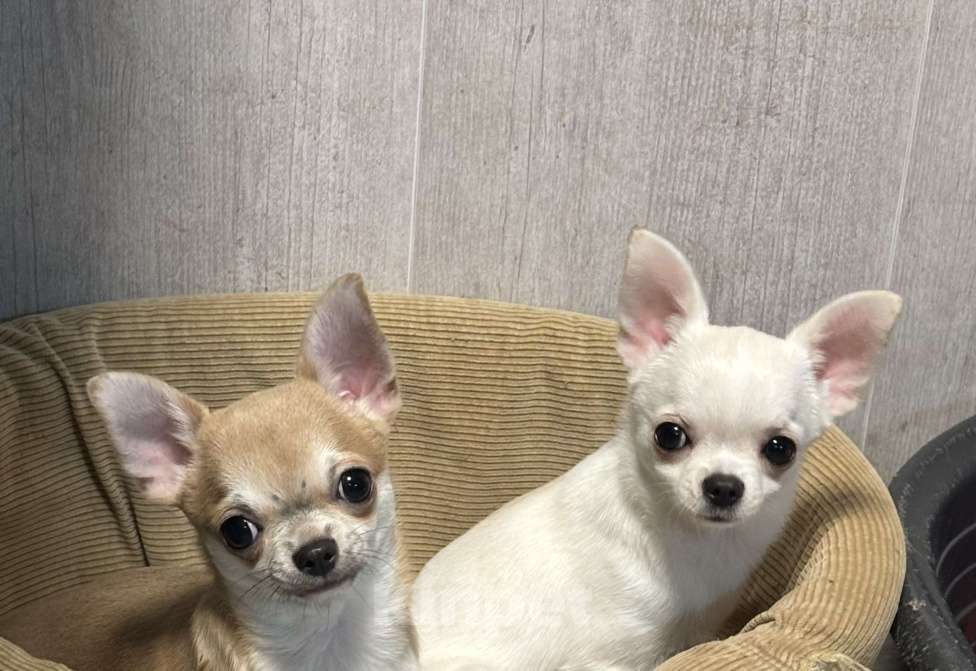 Собаки в Лобне: Чихуахуа мальчик Мальчик, 40 000 руб. - фото 2