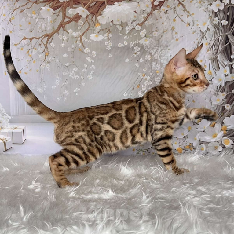 Кошки в Москве: Бенгальский котёнок  Мальчик, Бесплатно - фото 1
