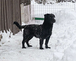 Собаки в других городах Московской области: Щенок в добрые руки  Мальчик, Бесплатно - фото 4
