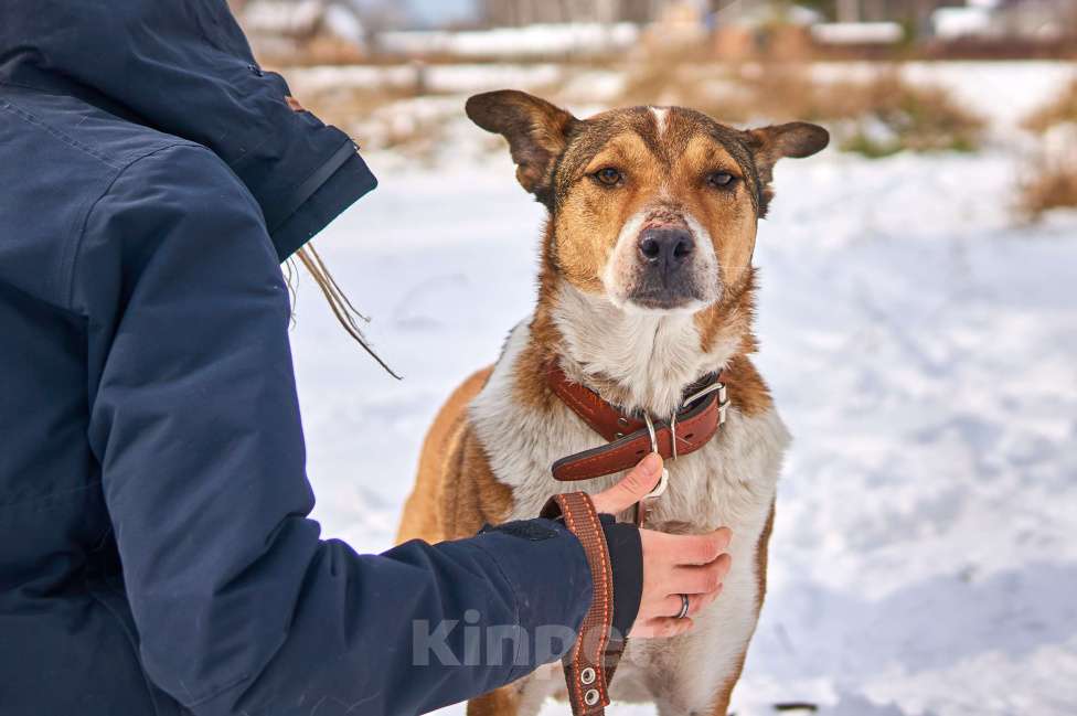 Собаки в Новосибирске: Герою нужна семья Мальчик, 1 руб. - фото 1