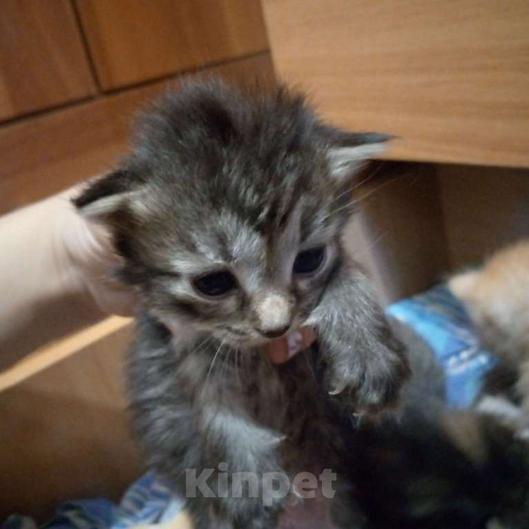 Кошки в Шарыпово: Котёнок кошки, позаботьтесь пожалуйста о ней  Девочка, 1 000 руб. - фото 1