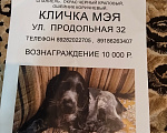 Собаки в Краснодаре: Пропала собака спаниель мэя Девочка, 10 000 руб. - фото 3