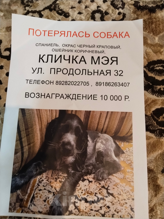 Собаки в Краснодаре: Пропала собака спаниель мэя Девочка, 10 000 руб. - фото 3