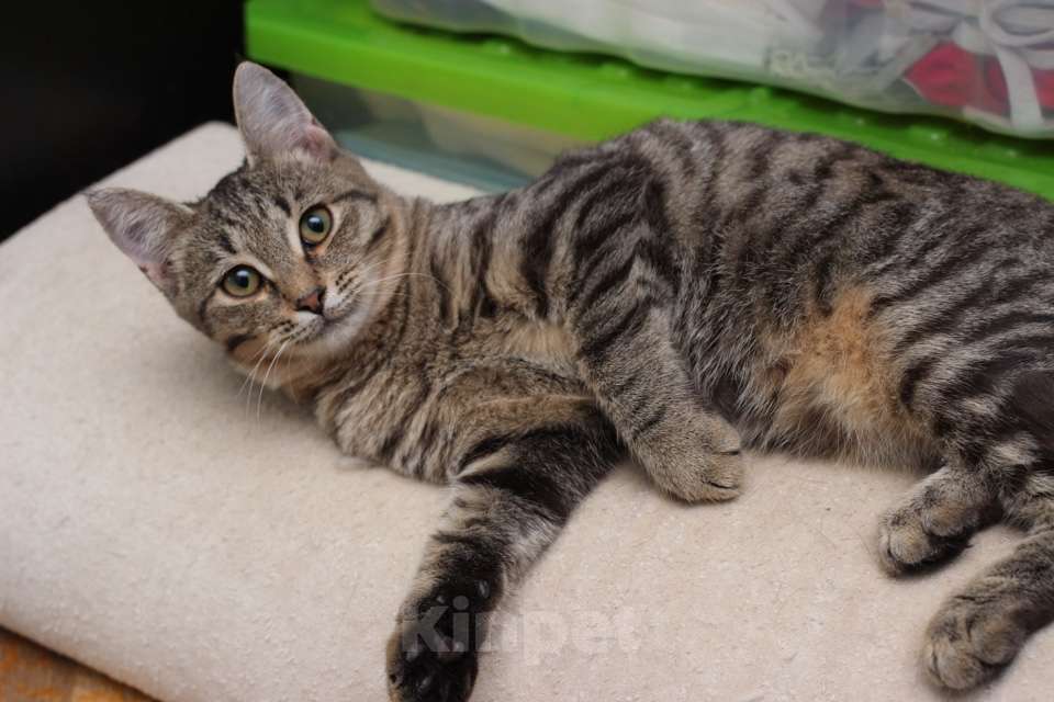 Кошки в Москве: Ласковая 6 мес кошечка Уля в поиске семьи! Девочка, Бесплатно - фото 1