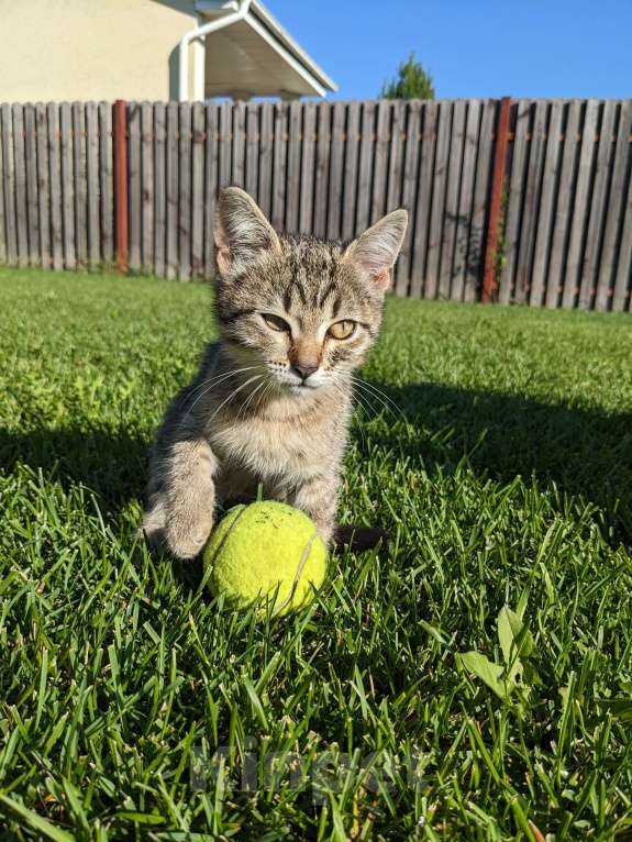 Кошки в Апрелевке: Ласковый котенок ищет дом  Мальчик, Бесплатно - фото 4