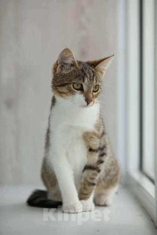 Кошки в Москве: котенок Максик ещет дом Мальчик, Бесплатно - фото 3