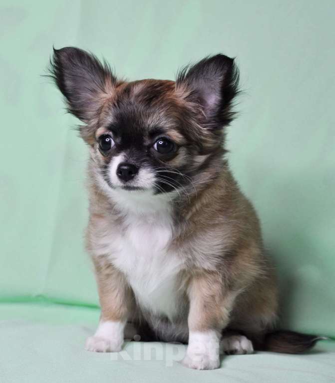 Собаки в Москве: Продается очаровательная  девочка-щенок чихуахуа длинношерстной породы! Девочка, 70 000 руб. - фото 5