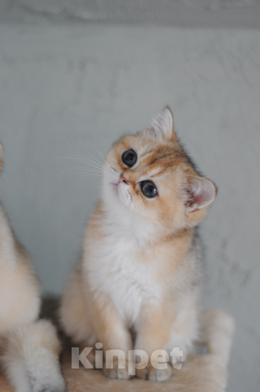 Кошки в Бахчисарае: Шотландский котенок Девочка, 85 000 руб. - фото 2