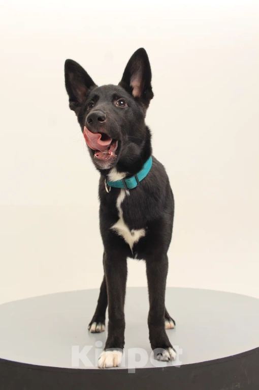 Собаки в Костроме: Грей в поиске дома  Мальчик, Бесплатно - фото 2