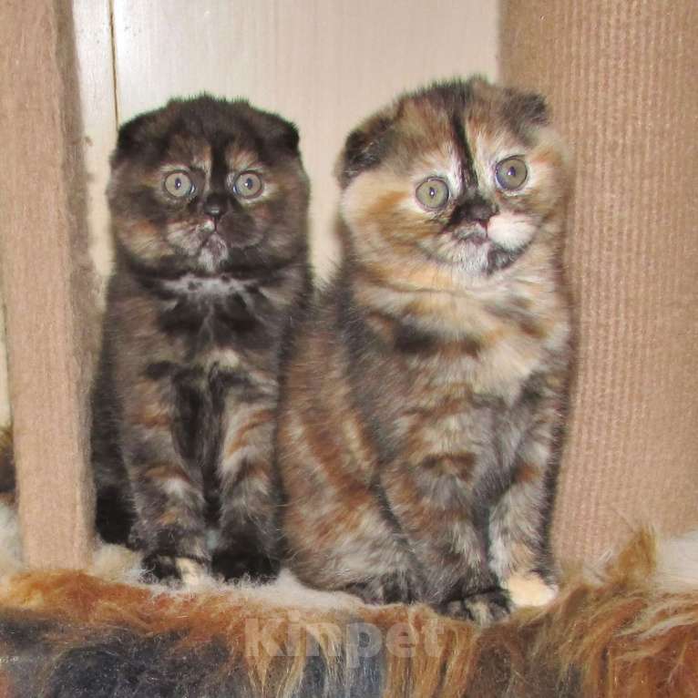 Кошки в Санкт-Петербурге: шотландская кошечка черная черепаха Девочка, Бесплатно - фото 2