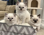 Кошки в Санкт-Петербурге: Рэгдолл котодевочки Девочка, 70 000 руб. - фото 1