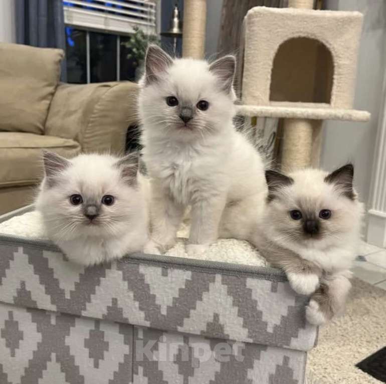 Кошки в Санкт-Петербурге: Рэгдолл котодевочки Девочка, 70 000 руб. - фото 1