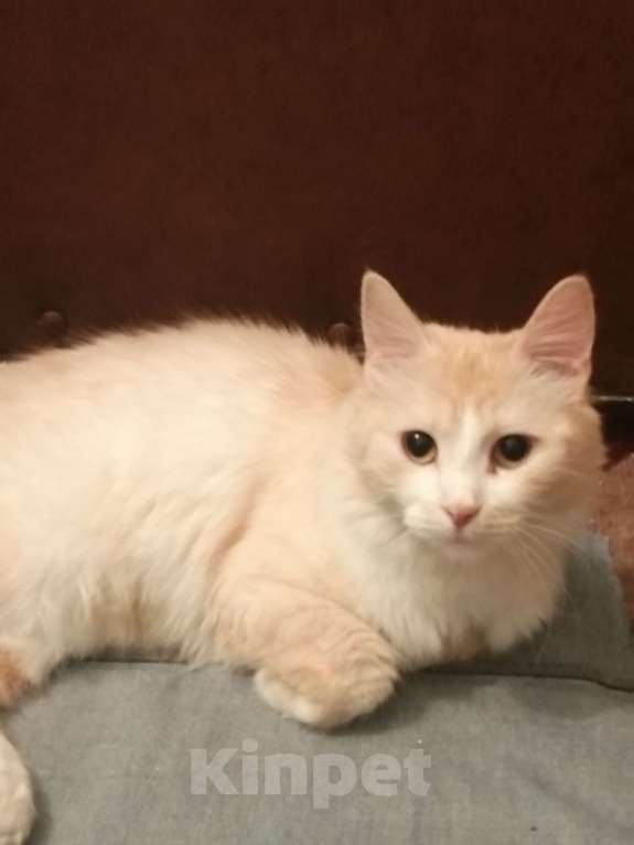 Кошки в Орле: Ищу дом Девочка, Бесплатно - фото 2