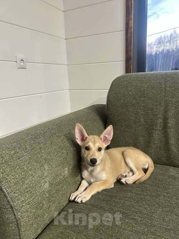 Собаки в других городах Московской области: Отдам щенка в добрые руки Девочка, Бесплатно - фото 3