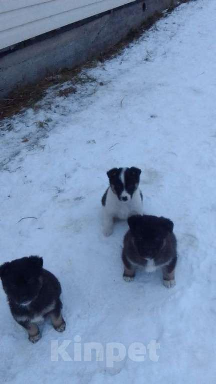 Собаки в Мыске: Щенок лайки Мальчик, Бесплатно - фото 1