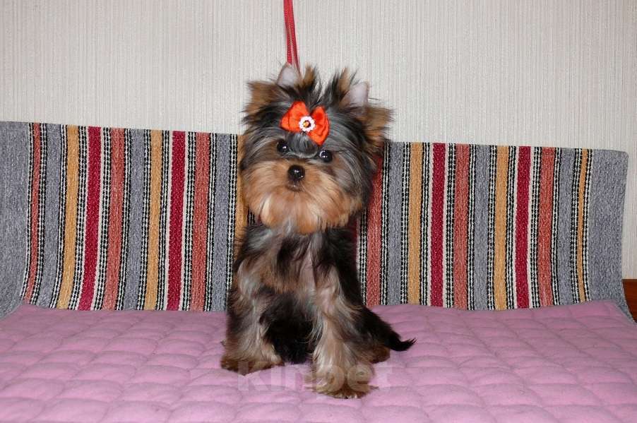 Собаки в Королеве: Йорк мини девочка  Девочка, 80 000 руб. - фото 3