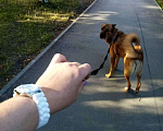 Собаки в Сургуте: Ищем добрые руки для собаки. Мальчик, 1 руб. - фото 2