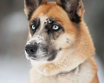Собаки в Одинцово: Гертруда ищет дом и любящую семью  Девочка, Бесплатно - фото 6