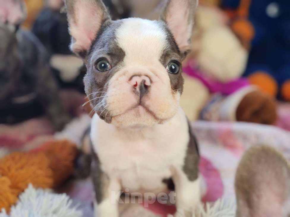 Собаки в Санкт-Петербурге: Шикарный лиловый мальчик Мальчик, 60 000 руб. - фото 4