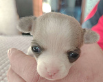 Собаки в Санкт-Петербурге: Чихуахуа Девочка, 30 000 руб. - фото 2
