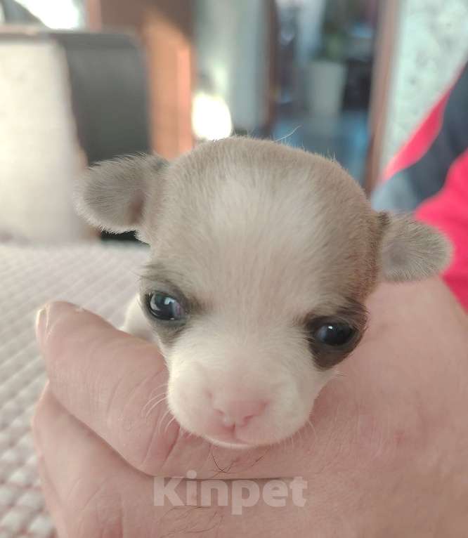 Собаки в Санкт-Петербурге: Чихуахуа Девочка, 30 000 руб. - фото 2