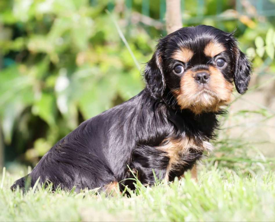 Собаки в Ростове-на-Дону: Замечательный мальчик в поиске лучших родителей  Мальчик, 80 000 руб. - фото 3