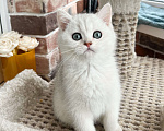 Кошки в Москве: Британская серебристая шиншилла Мальчик, 40 000 руб. - фото 2