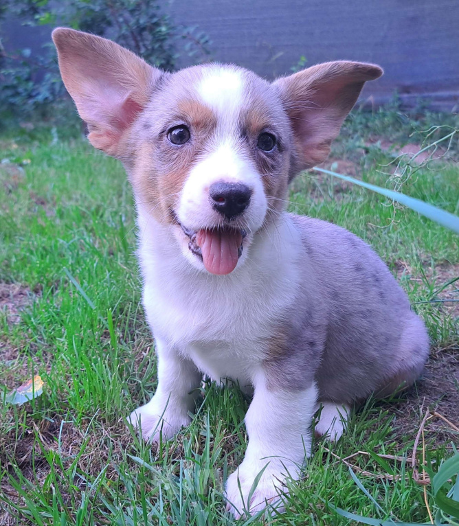 Собаки в Москве: Лафренция Девочка, 50 000 руб. - фото 3
