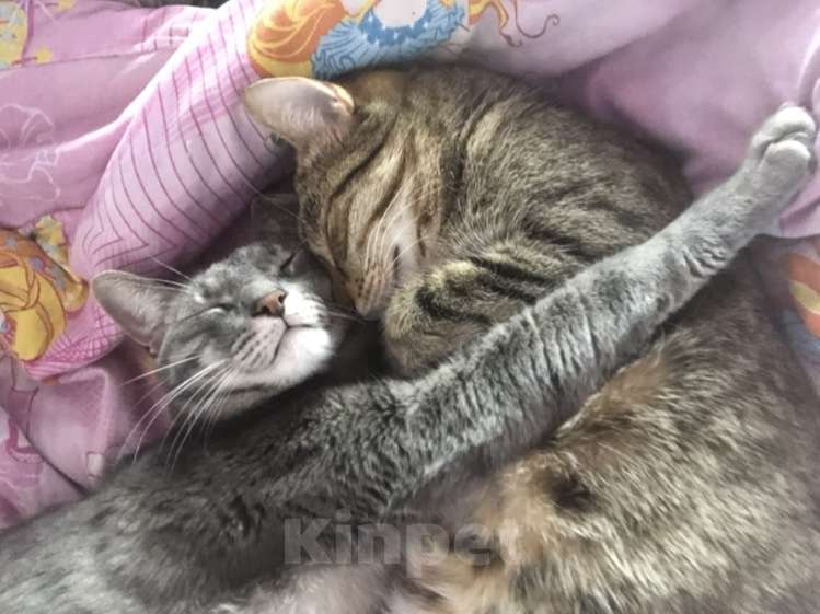 Кошки в Подольске: ПОТЕРЯЛСЯ КОТ!❗️ Мальчик, 1 руб. - фото 7